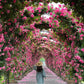Elegant Climbing Rose Flower Seeds