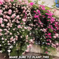 Elegant Climbing Rose Flower Seeds